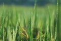 Morning drop on leaf on rice field