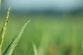 Morning drop on leaf on rice field