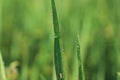 Morning drop on leaf on rice field