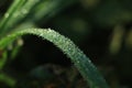 Morning drop on leaf on rice field