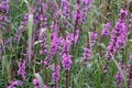 Bright flowers Lythrum salicaria Royalty Free Stock Photo