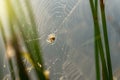 Morning drops of dew in a spider web Royalty Free Stock Photo