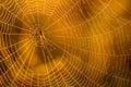 Morning drops of dew in a spider web. Cobweb in dew drops. Beautiful colors in macro nature Royalty Free Stock Photo