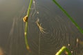 Morning drops of dew in a spider web. Cobweb in dew drops. Beautiful colors in macro nature Royalty Free Stock Photo