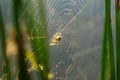 Morning drops of dew in a spider web. Royalty Free Stock Photo