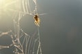 Morning drops of dew in a spider web Royalty Free Stock Photo