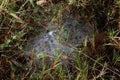 Morning Drops of dew on a spider web on the morning grass, Background dew drops on the grass nature, Background fresh grass with d Royalty Free Stock Photo