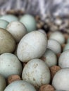 morning duck eggs in the traditional market Royalty Free Stock Photo