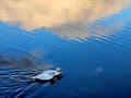 Morning ducks on the Glenelg River