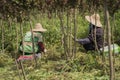 Chinese peasant woman weeding at the farm