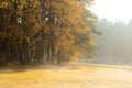 Morning at the edge of the forest. Fog and sunlight. Czech republic