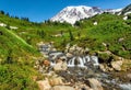 Morning at Edith Creek, Mt. Ranier Royalty Free Stock Photo