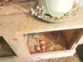 Organic Farm Fresh Eggs in Nesting box, Flowers, Countryside Aesthetic Farm Product, Homestead, Gypsophile,Homesteading, Farming. Royalty Free Stock Photo