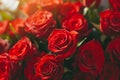 Morning Elegance: Red Roses in Sunlight. Royalty Free Stock Photo