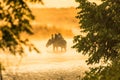 Morning elephant ride at jim Corbett National park