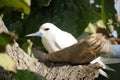 Morning. Exotic bird on nestle close-up. Royalty Free Stock Photo