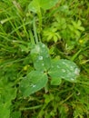 the morning falling dew on the green three leaves clover clover