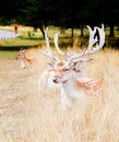 The Fallow deers in Richmond park were resting.