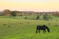 Morning Farm Scene