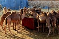 Morning feeding of camels in the bedouin village in the desert of Israel