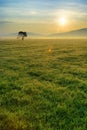 Morning field Royalty Free Stock Photo