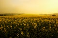 Morning on field