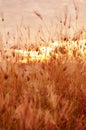 Morning field background with wild flowers Royalty Free Stock Photo