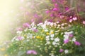 Morning field full of wild flowers Royalty Free Stock Photo