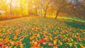 Morning field lawn in autumn park. Orange red maple dry leaves on ground grass. Yellow forest tree landscape. Fall seaso Royalty Free Stock Photo