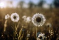 Morning in the field stock photoNature Backgrounds Springtime Summer Agricultural Field Royalty Free Stock Photo