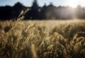 Morning in the field stock photoNature Backgrounds Springtime Summer Agricultural Field Royalty Free Stock Photo