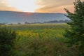 Morning in the field of sunflower. Royalty Free Stock Photo