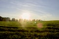 Morning in the field under the bright sun Royalty Free Stock Photo
