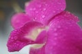 Wild Orchid with dews attached to their petals Royalty Free Stock Photo