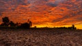 Morning fire sky and scattered clouds with trees and agricultural field as silhouette foreground Royalty Free Stock Photo