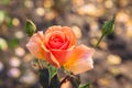 Morning flower rose. Orange blooming rose flower with drops of dew on the petals. Autumn mood. Natural floral background.