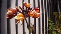 The flowers initially bloom close up in front of the house. Royalty Free Stock Photo
