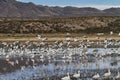 Morning Flyout in New Mexico Royalty Free Stock Photo