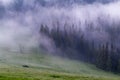 Morning fog on an alpine meadow in the mountains. Coniferous forest in the fog high in the mountains Royalty Free Stock Photo