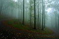 Morning with fog. Cold misty foggy morning in a fall valley of Bohemian Switzerland park. Hills with fog, landscape of Czech Repub Royalty Free Stock Photo