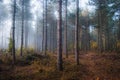 Morning fog in the deep dark forest. Foggy trees in the forest, Hungary Royalty Free Stock Photo