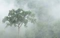 Morning fog in dense tropical rainforest at Bang lang National park