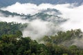 Morning fog in dense tropical rainforest, kaeng krachan, thailand Royalty Free Stock Photo
