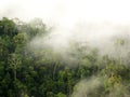 Morning fog in dense tropical rainforest, kaeng krachan, thailand Royalty Free Stock Photo