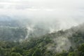 Morning fog in dense tropical rainforest at Khao Yai national park, Thailand