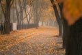 Morning fog fell on a city street. A lone passerby is walking along a deserted sidewalk in a fog. A long avenue in the autumn park Royalty Free Stock Photo