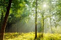 Forest area in the morning fog with sun shining through the trees Royalty Free Stock Photo