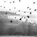 fog and a forest and birds