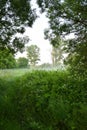 morning fog in forest, green morning forest with fog