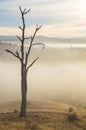 Morning fog in Goulburn River valley in Victoria, Australia Royalty Free Stock Photo